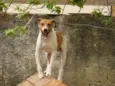 Vitório