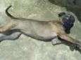 Glorinha