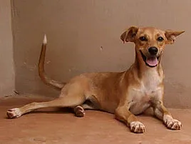 Cachorro raça SRD idade 2 a 6 meses nome BELA