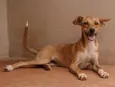 BELA