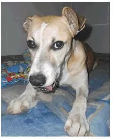 Cachorro raça SRD idade 2 a 6 meses nome Lôla
