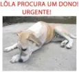 Cachorro raça SRD idade 2 a 6 meses nome Lôla