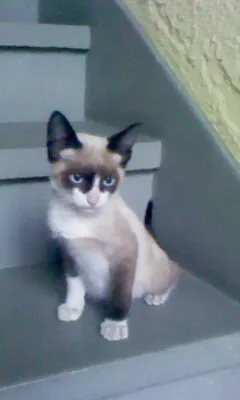 Gato ra a idade 2 a 6 meses nome sem nome