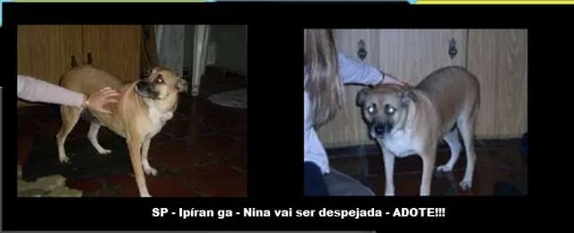 Cachorro ra a  idade 5 anos nome não sei