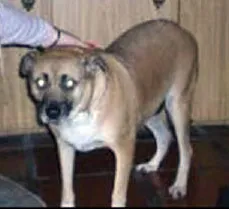 Cachorro ra a  idade 5 anos nome não sei