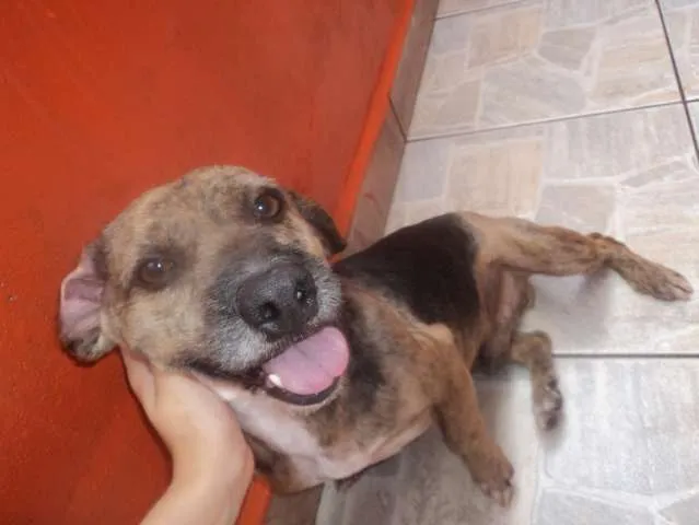 Cachorro ra a SRD idade 5 anos nome Bill