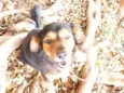 Doguito