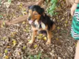 Doguito