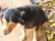 Doguito