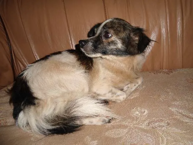 Cachorro ra a SRD idade 2 a 6 meses nome ENCONTRADA