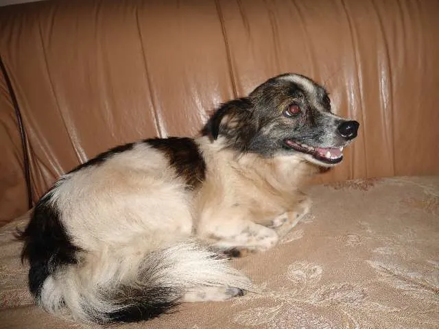 Cachorro ra a SRD idade 2 a 6 meses nome ENCONTRADA