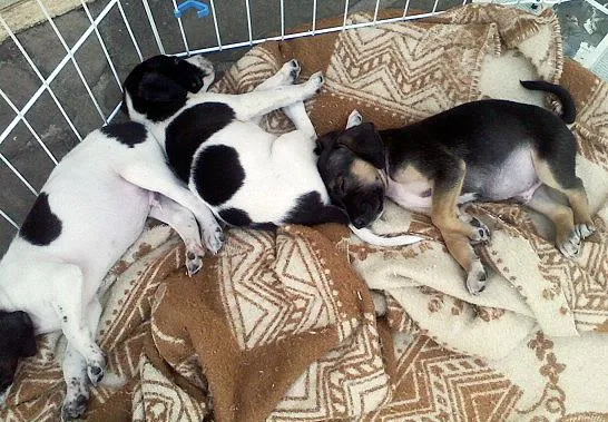 Cachorro ra a SRD idade  nome FILHOTES