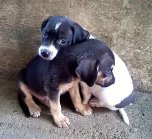 Cachorro raça SRD idade  nome FILHOTES