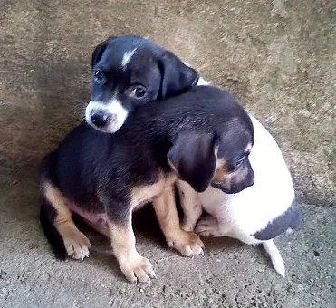 Cachorro ra a SRD idade  nome FILHOTES