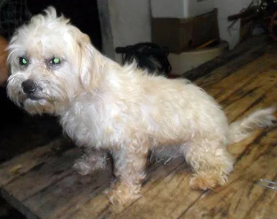 Cachorro ra a Maltês idade 2 anos nome FLOQUINHO