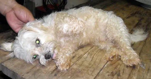 Cachorro ra a Maltês idade 2 anos nome FLOQUINHO