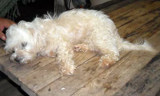 Cachorro ra a Maltês idade 2 anos nome FLOQUINHO