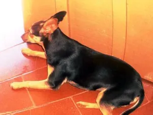 Cachorro raça SRD idade 1 ano nome AMIGO