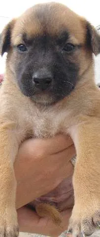 Cachorro ra a VL idade Abaixo de 2 meses nome BB