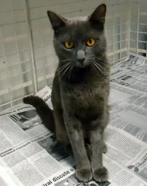 Gato raça SRD idade 7 a 11 meses nome PRETINHO