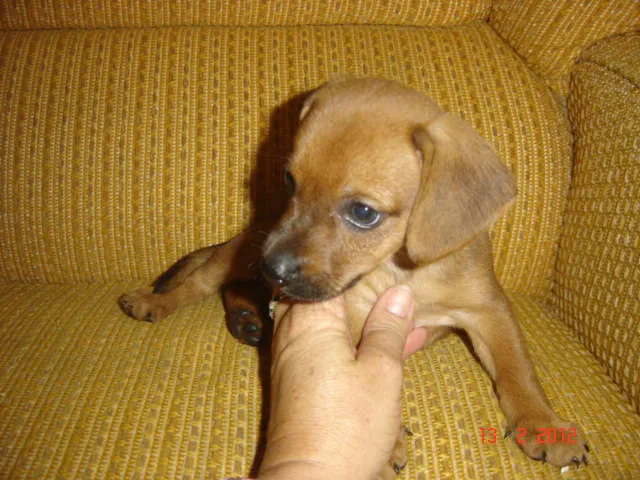 Cachorro ra a SRD idade 2 a 6 meses nome Sem nome