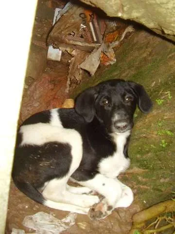 Cachorro ra a SRD idade 2 a 6 meses nome não tem
