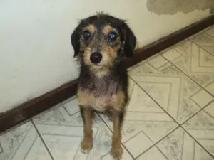 Cachorro raça SRD idade 1 ano nome Arame