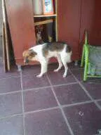 Cachorro ra a misto idade 7 a 11 meses nome brancão