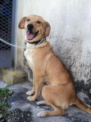 Cachorro raça SRD idade 1 ano nome Daphne