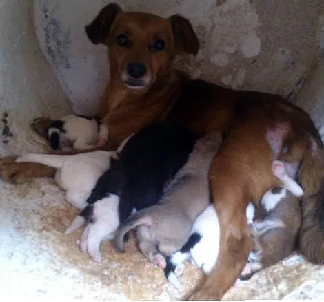 Cachorro ra a SRD idade Abaixo de 2 meses nome Vários