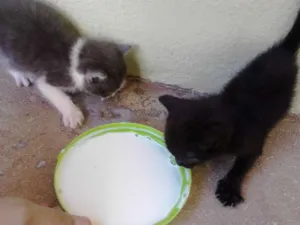 Gato raça Não sei idade Abaixo de 2 meses nome Sem Nome