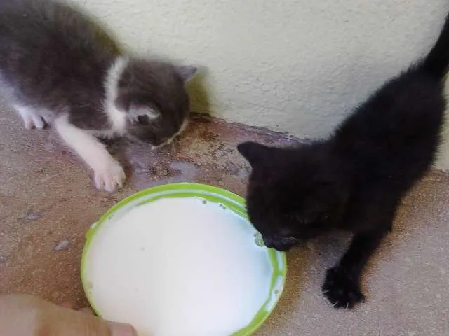 Gato ra a Não sei idade Abaixo de 2 meses nome Sem Nome