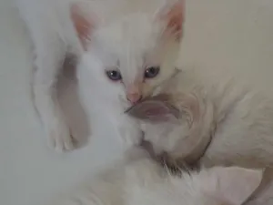 Gato raça SRD idade 2 a 6 meses nome Lindos Novinhos