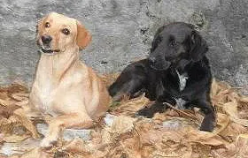 Cachorro ra a Labrador idade 3 anos nome Dora