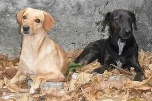 Cachorro ra a Labrador idade 3 anos nome Dora