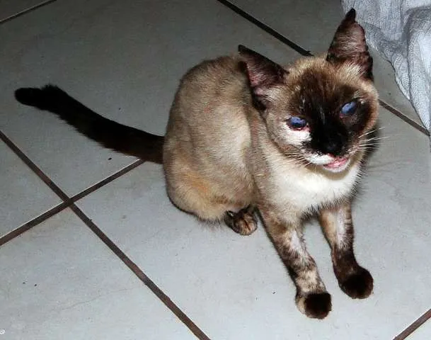 Gato ra a Siamesa idade  nome CASTRADA