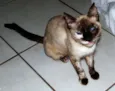 CASTRADA