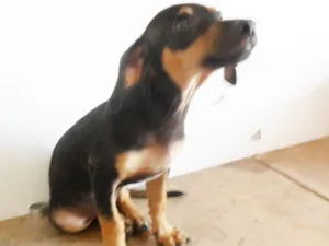 Cachorro raça SRD idade  nome 3 FILHOTES