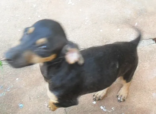 Cachorro ra a SRD idade  nome 3 FILHOTES