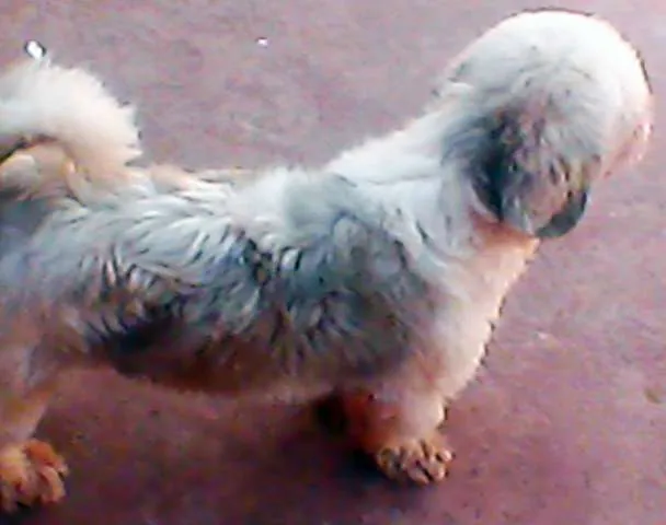 Cachorro ra a Lhasa Apso idade 7 a 11 meses nome URGENTE!