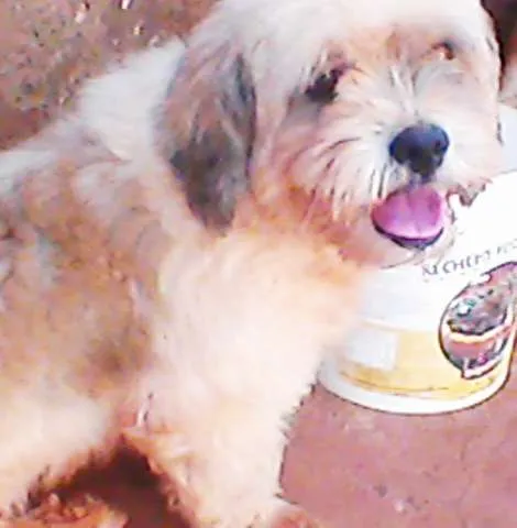 Cachorro ra a Lhasa Apso idade 7 a 11 meses nome URGENTE!