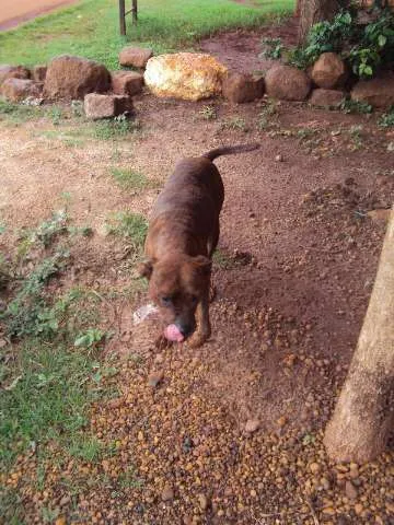 Cachorro ra a SRD idade 2 anos nome VALENTE