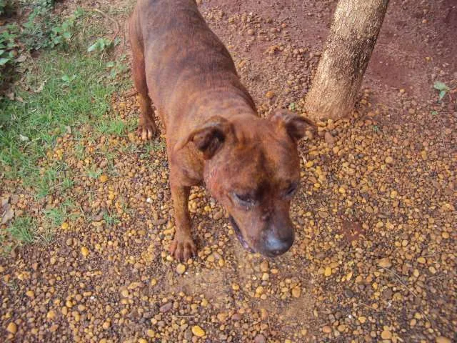 Cachorro ra a SRD idade 2 anos nome VALENTE