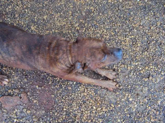 Cachorro ra a SRD idade 2 anos nome VALENTE