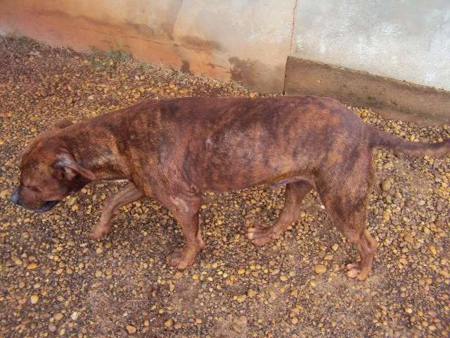 Cachorro ra a SRD idade 2 anos nome VALENTE