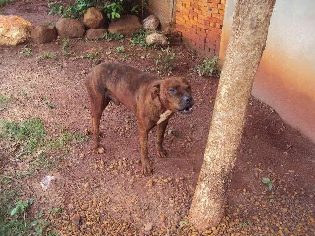 Cachorro ra a SRD idade 2 anos nome VALENTE