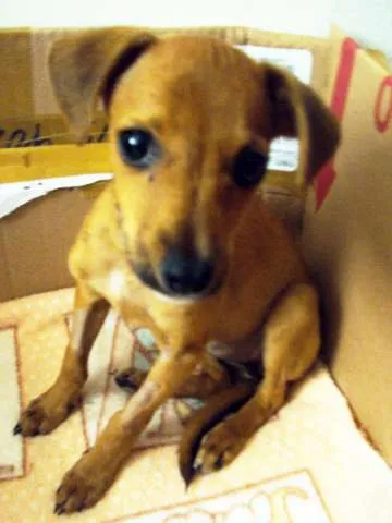 Cachorro ra a SRD idade 2 a 6 meses nome TECA