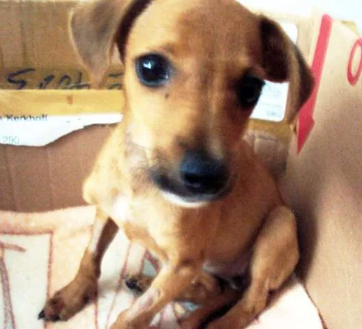 Cachorro ra a SRD idade 2 a 6 meses nome TECA