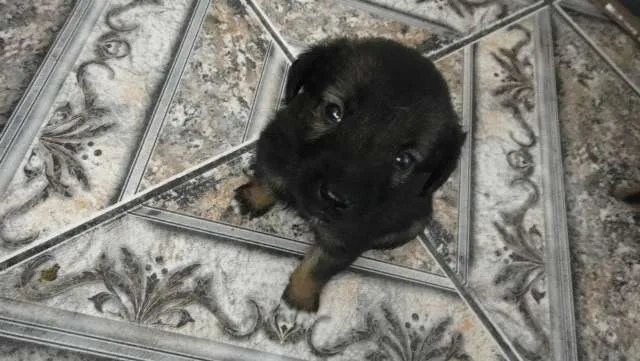 Cachorro ra a Vira lata idade Abaixo de 2 meses nome Varios