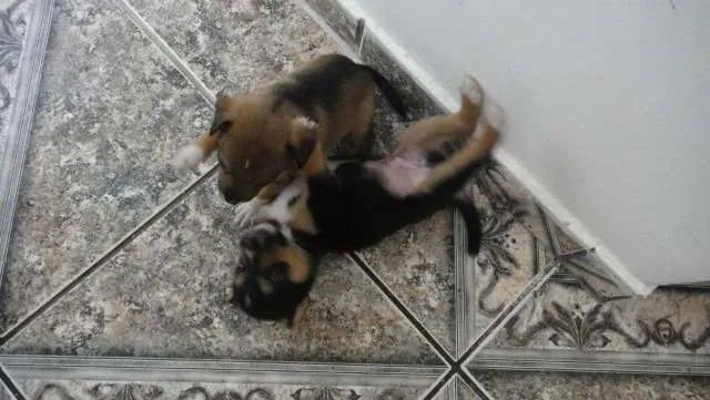 Cachorro ra a Vira lata idade Abaixo de 2 meses nome Varios